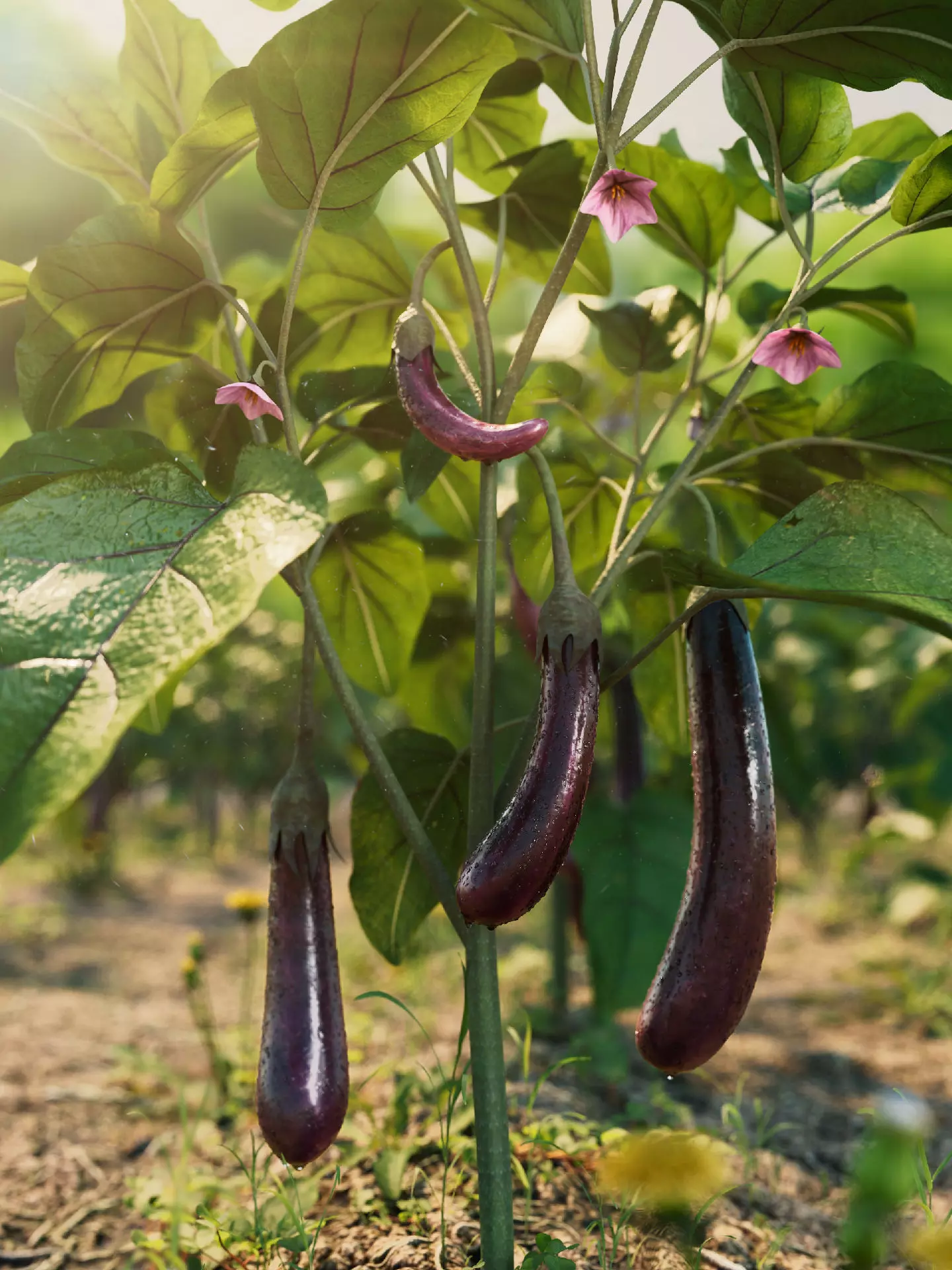 Eggplant Collection vol01 Low-poly 3D model_0