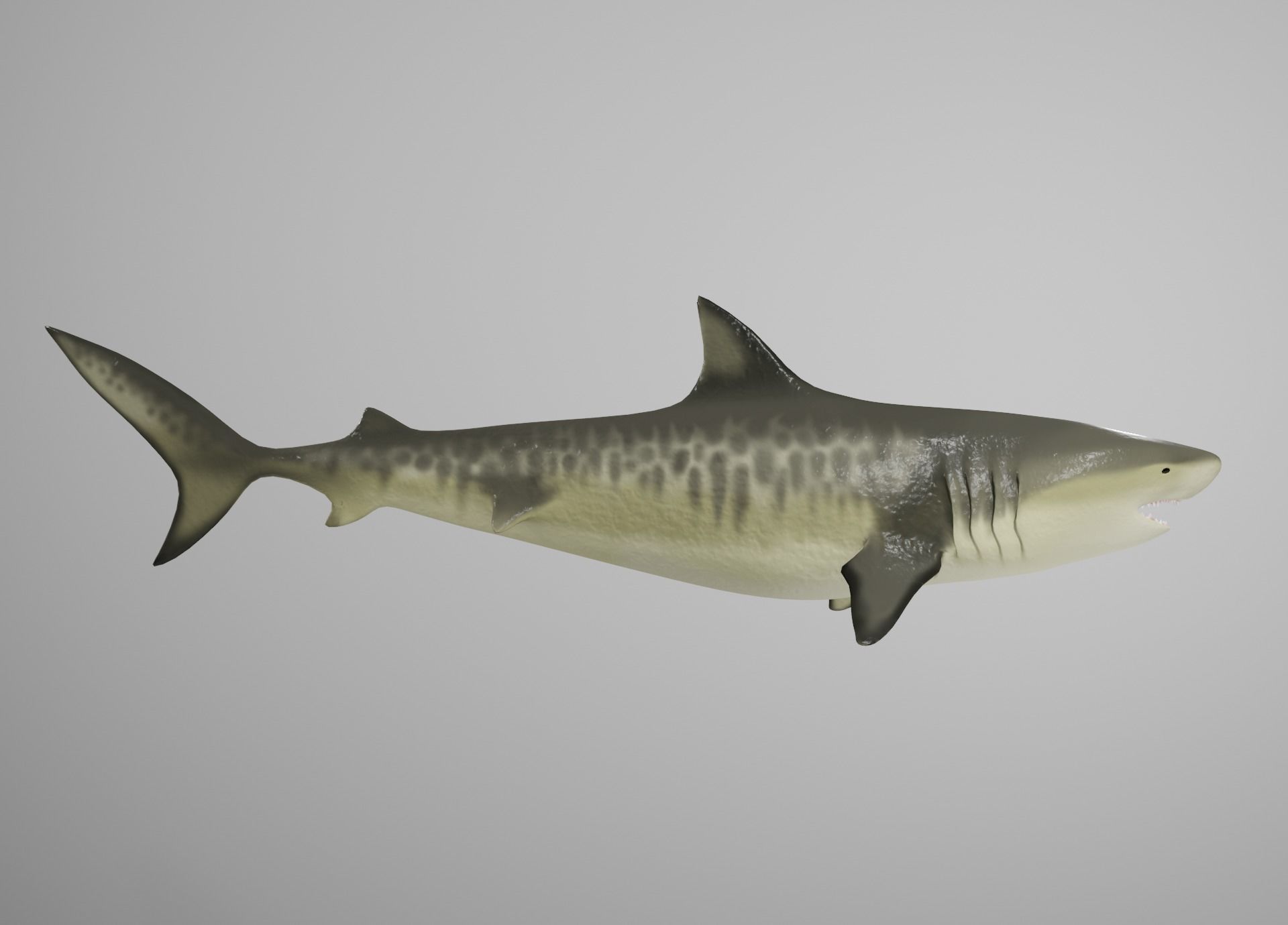 Lowpoly Animated Shark Collection _30