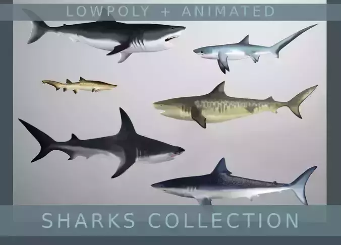 Lowpoly Animated Shark Collection 