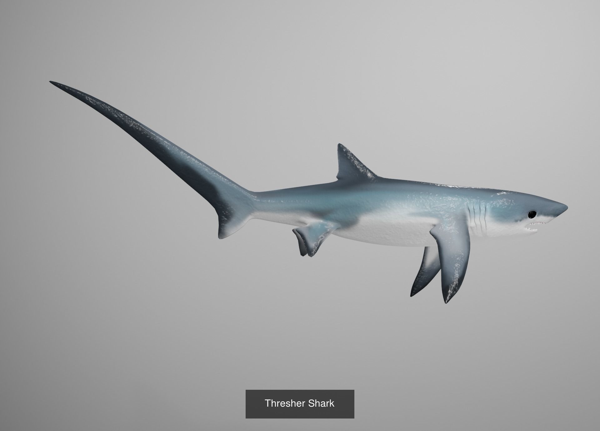 Lowpoly Animated Shark Collection _15