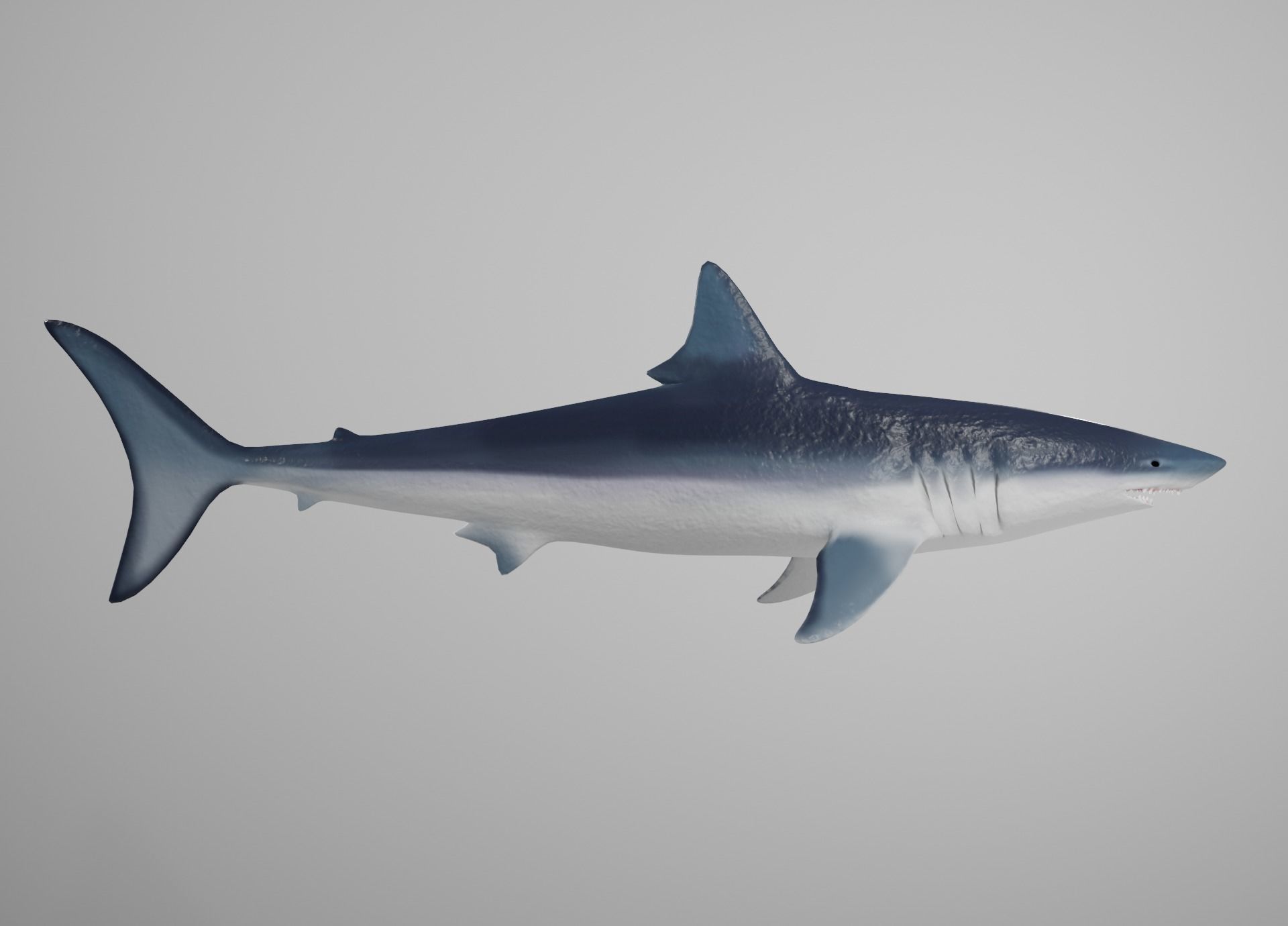 Lowpoly Animated Shark Collection _26
