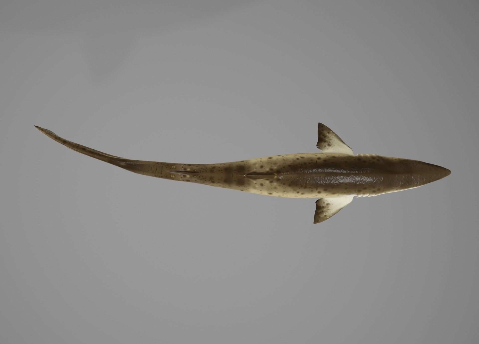 Lowpoly Animated Shark Collection _32