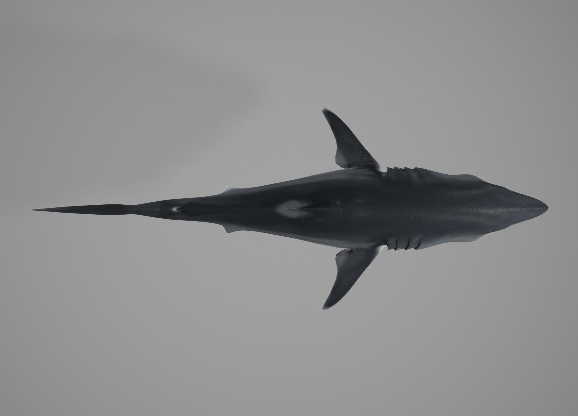 Lowpoly Animated Shark Collection _16