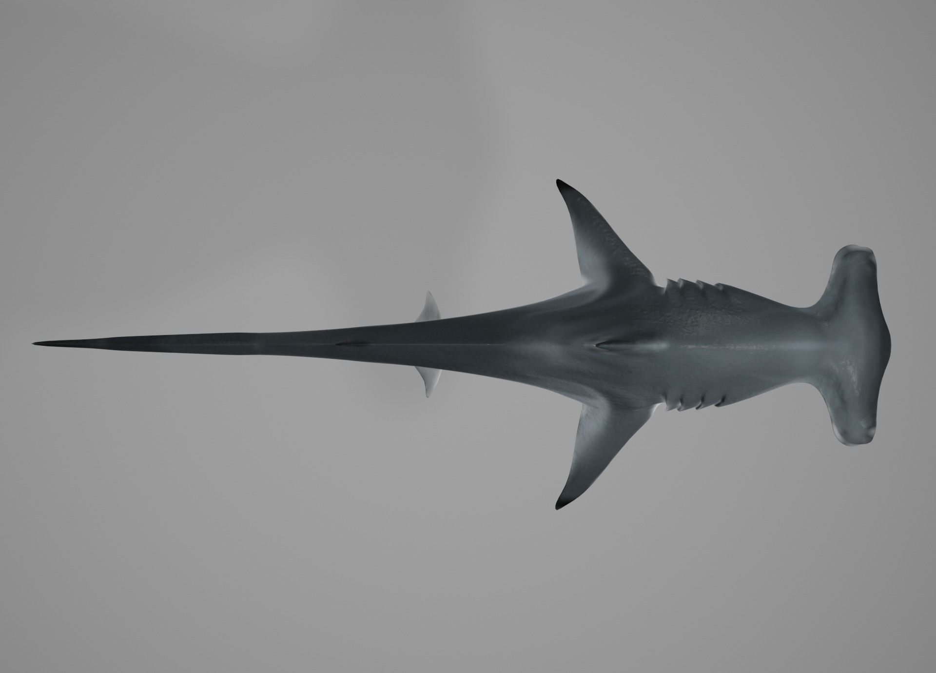 Lowpoly Animated Shark Collection _20