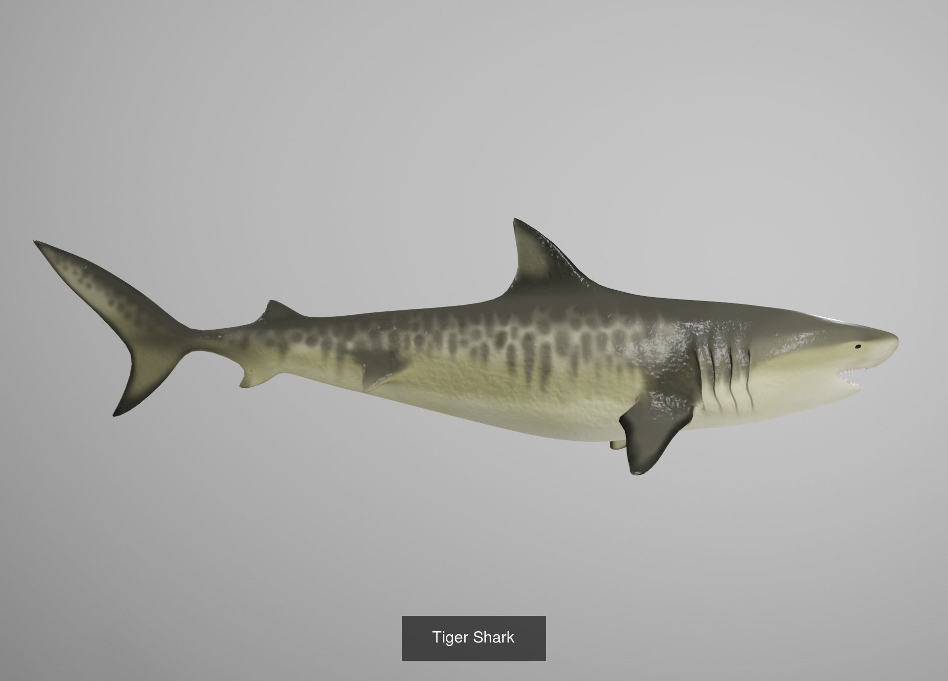 Lowpoly Animated Shark Collection _13