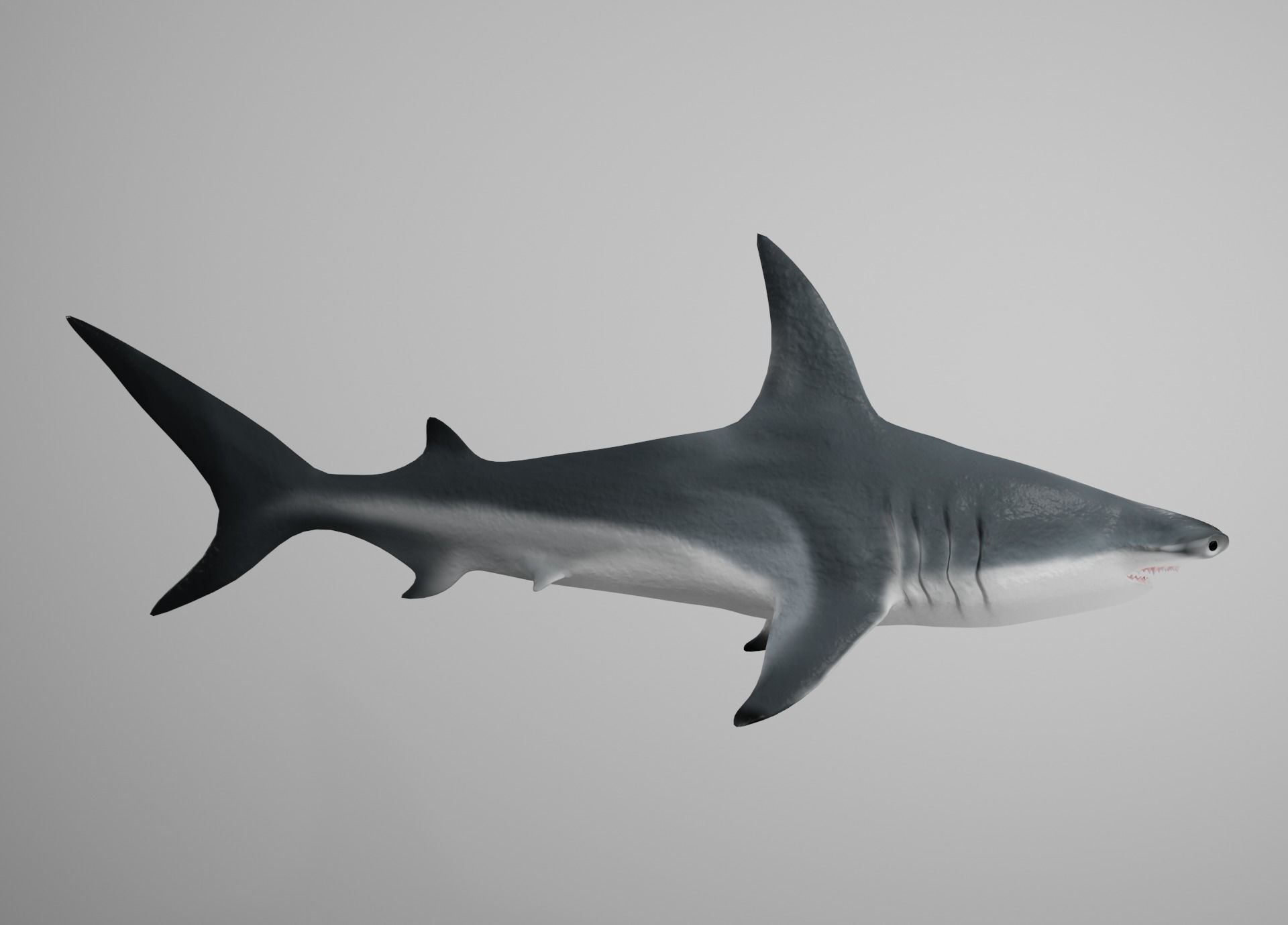 Lowpoly Animated Shark Collection _22