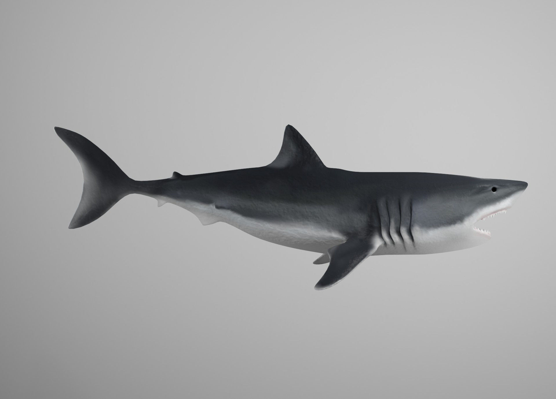 Lowpoly Animated Shark Collection _18
