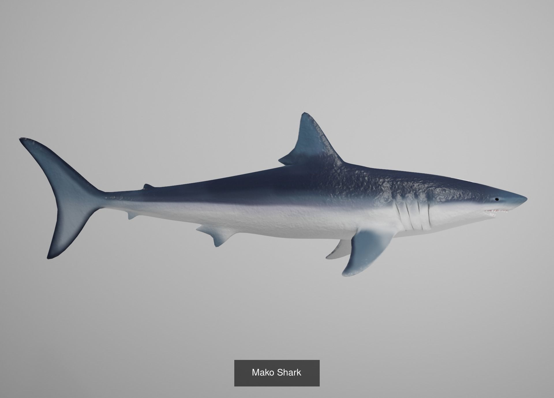 Lowpoly Animated Shark Collection _12