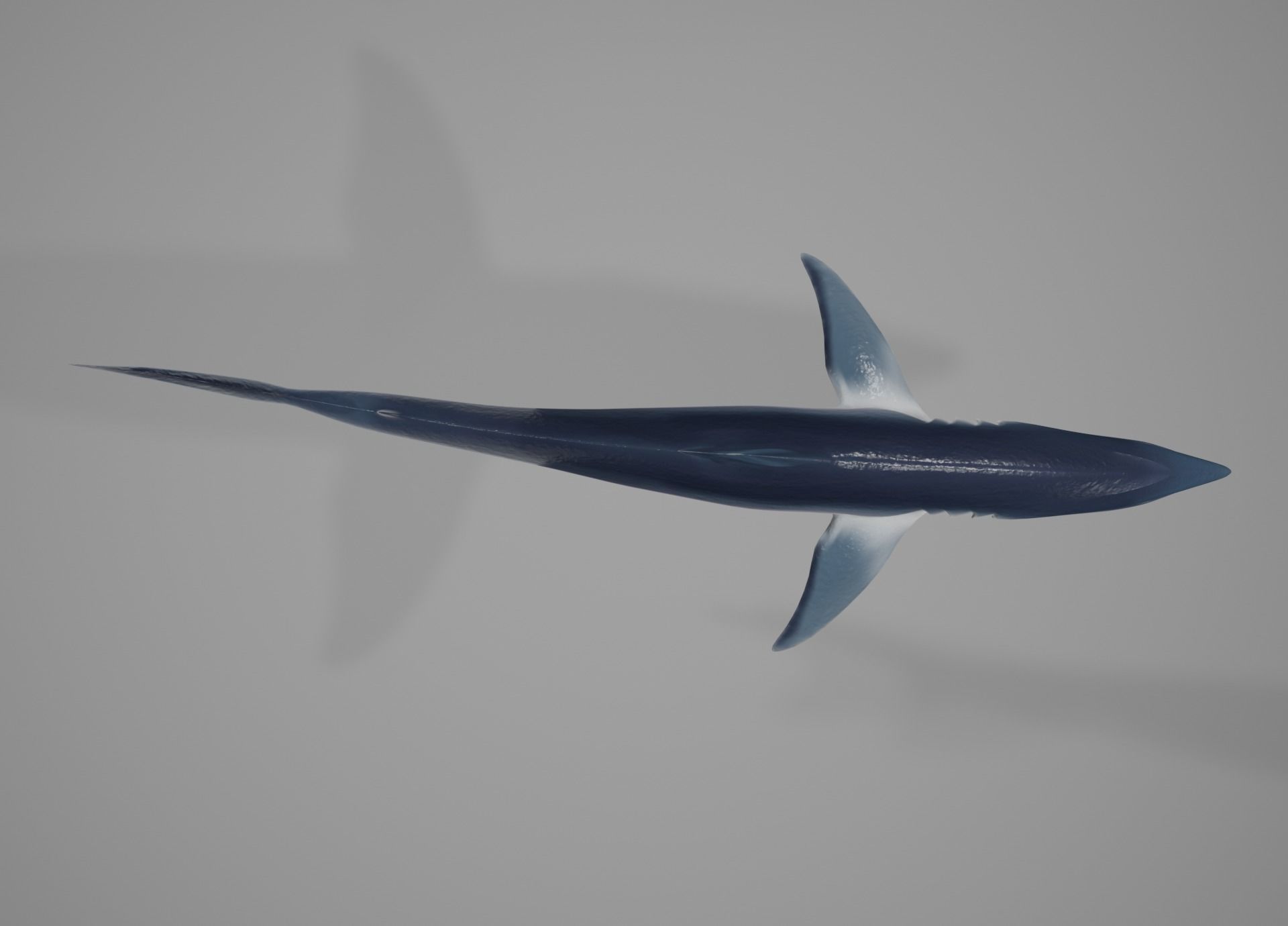 Lowpoly Animated Shark Collection _24