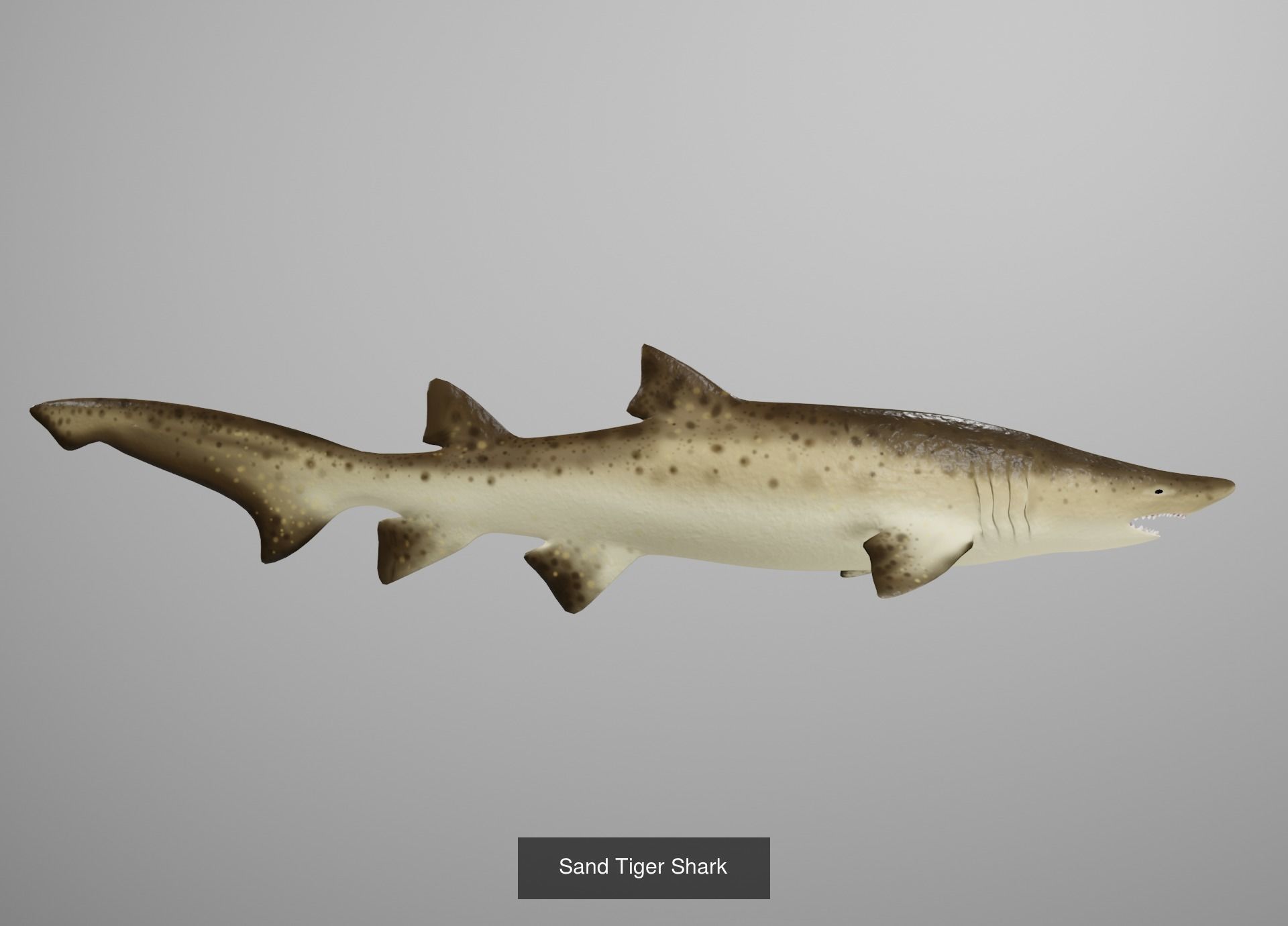 Lowpoly Animated Shark Collection _14