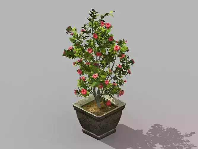 Tang-South-Bonsai 02