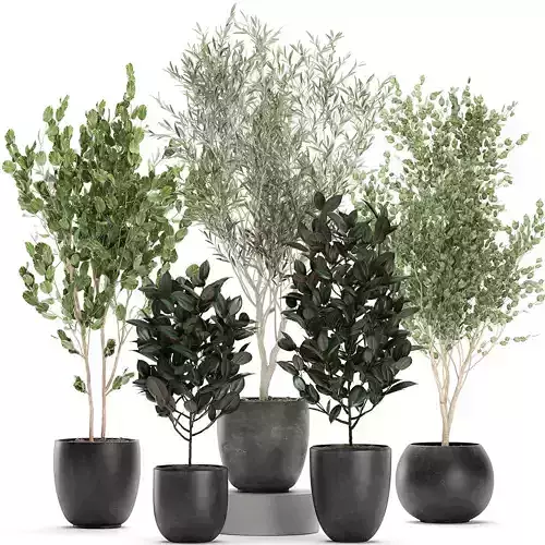 Trees in a black pot for the interior 701 3D model