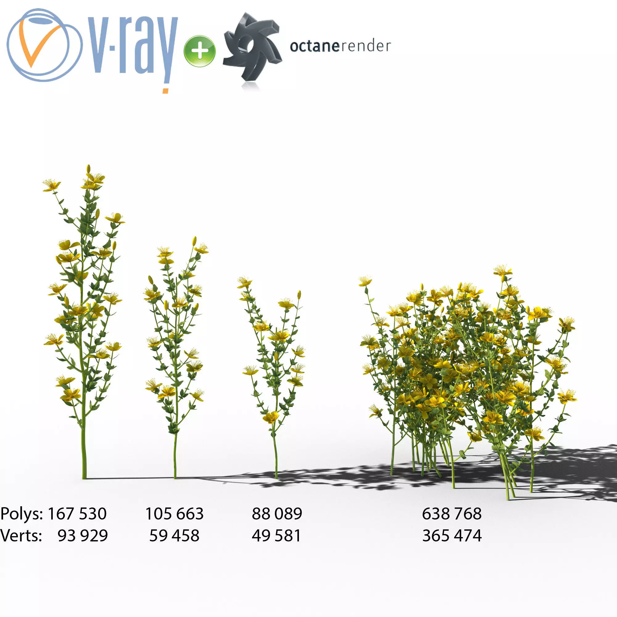 Hypericum flowers 3D model