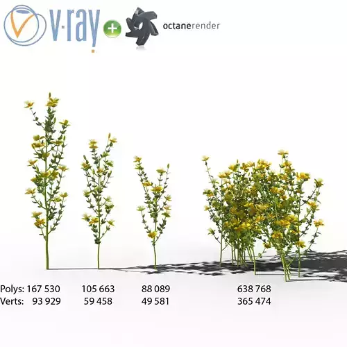 Hypericum flowers 3D model