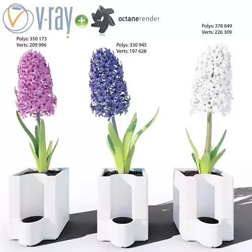 Hyacinth hyacinths pots 3D model