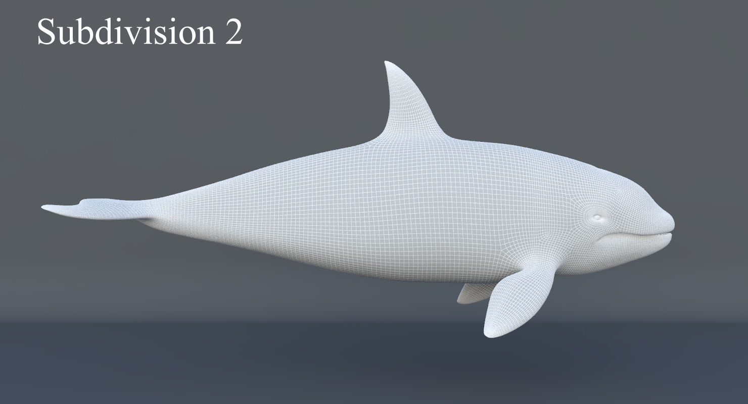 Killer Whale Animated 8K Low-poly 3D model_16