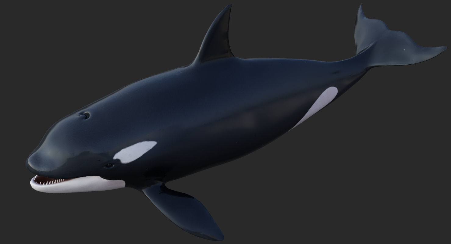 Killer Whale Animated 8K Low-poly 3D model_8