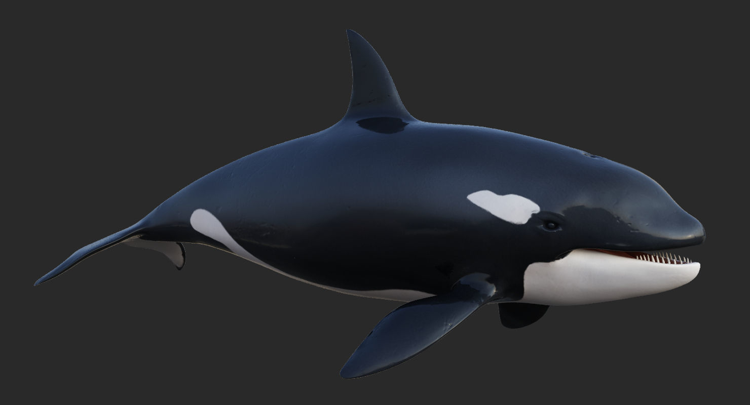 Killer Whale Animated 8K Low-poly 3D model_4