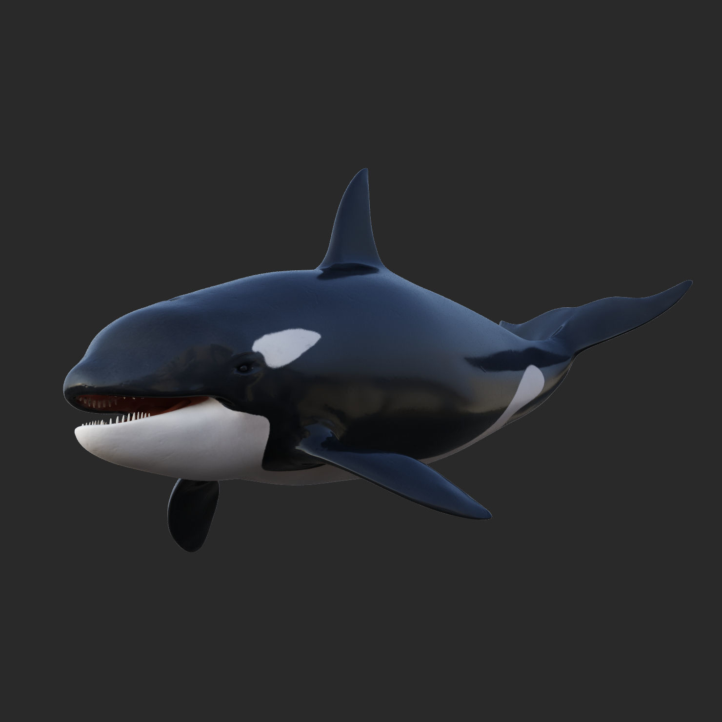 Killer Whale Animated 8K Low-poly 3D model_3