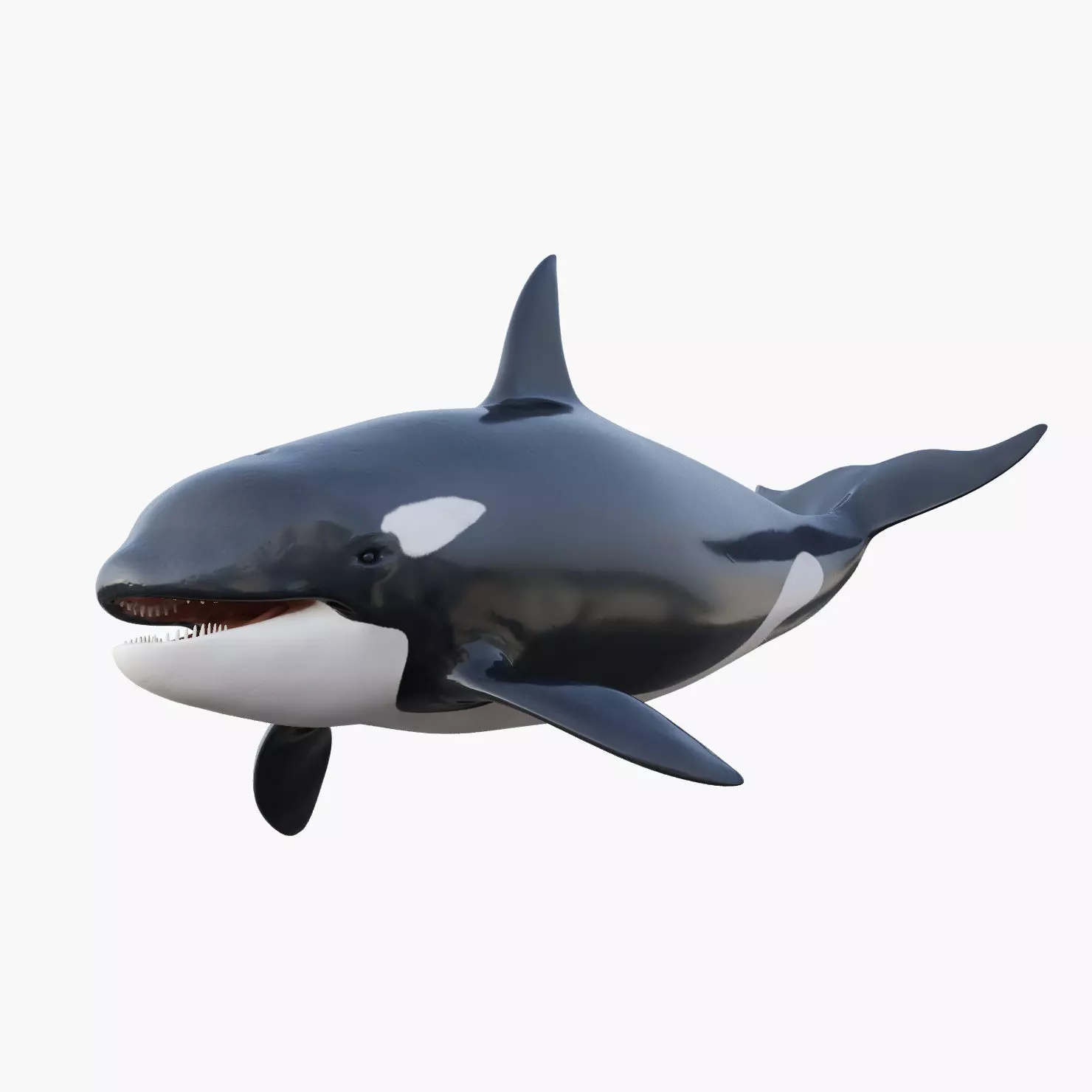 Killer Whale Animated 8K Low-poly 3D model_0