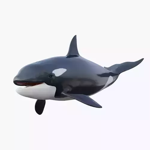 Killer Whale Animated 8K Low-poly 3D model