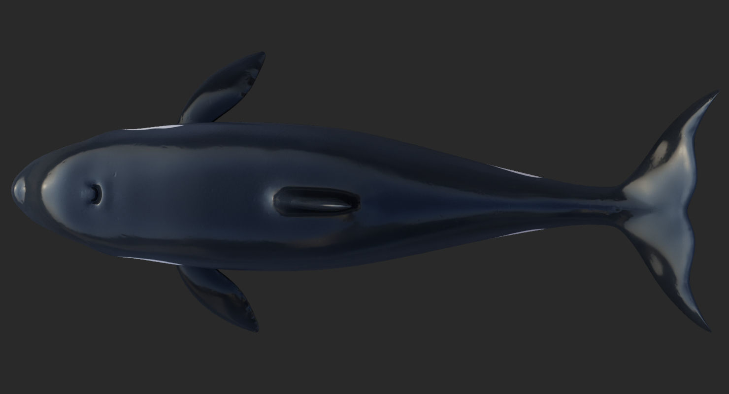 Killer Whale Animated 8K Low-poly 3D model_7