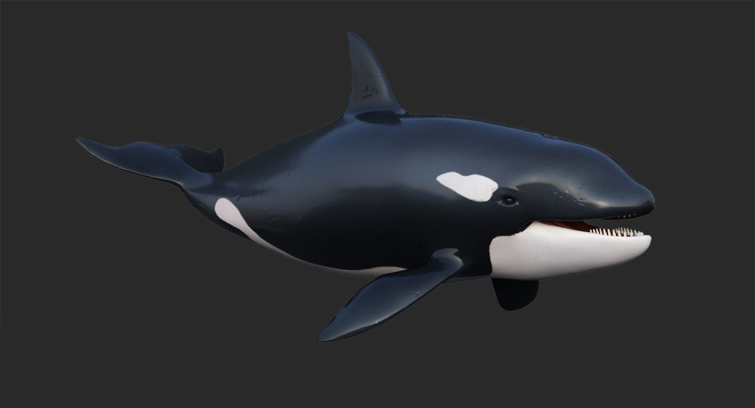 Killer Whale Animated 8K Low-poly 3D model_11
