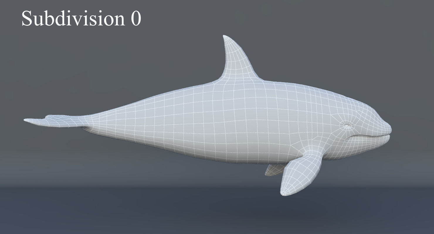Killer Whale Animated 8K Low-poly 3D model_19
