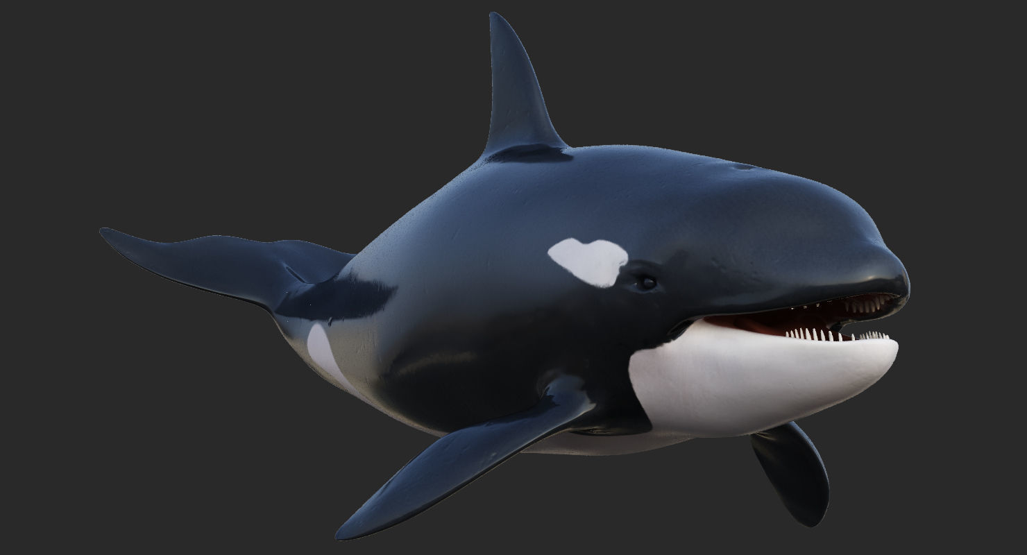 Killer Whale Animated 8K Low-poly 3D model_6