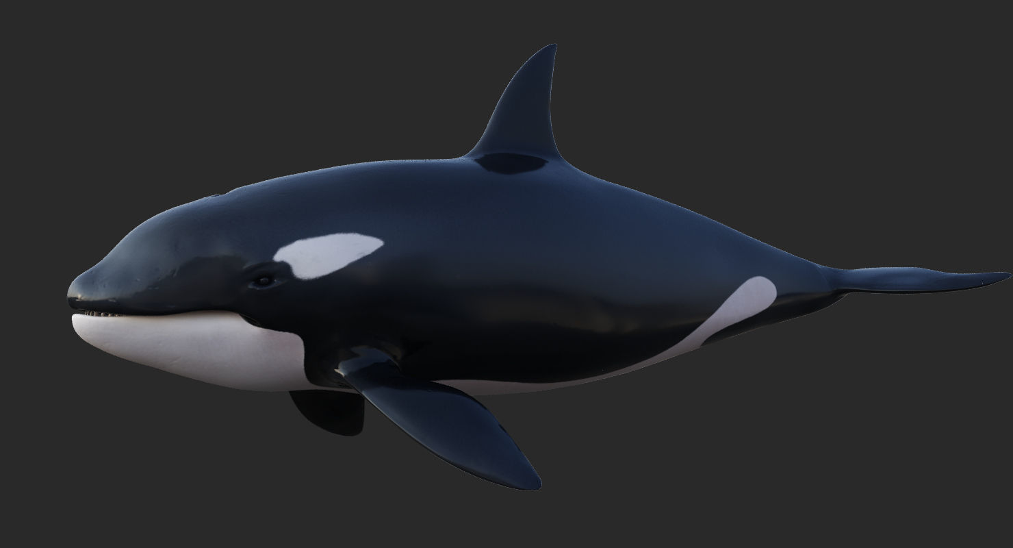 Killer Whale Animated 8K Low-poly 3D model_5