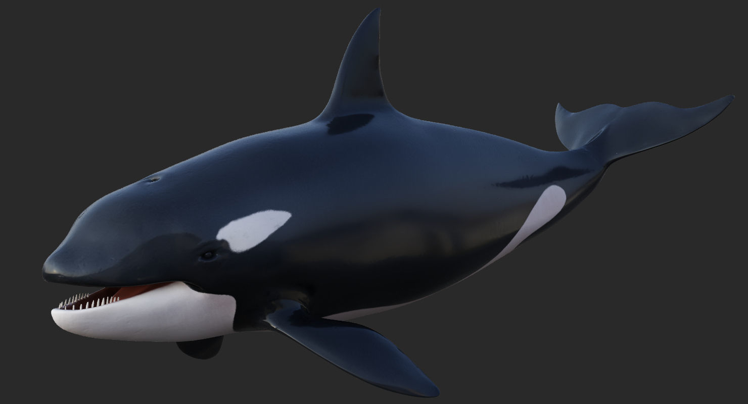 Killer Whale Animated 8K Low-poly 3D model_10