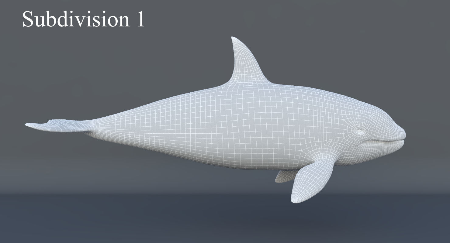 Killer Whale Animated 8K Low-poly 3D model_20