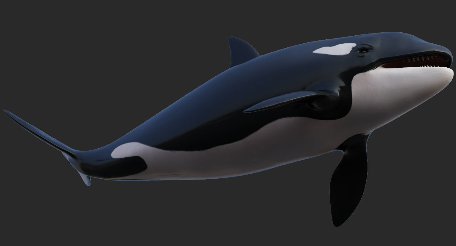 Killer Whale Animated 8K Low-poly 3D model_9