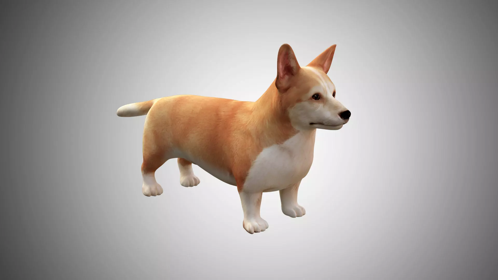 Corgi Dog Low Poly Rigged with high quality texture Low-poly 3D model