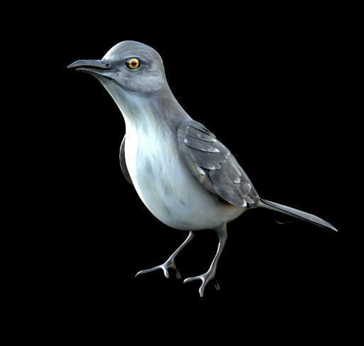 Mockingbird Low Poly Rigged with high quality texture Low-poly 3D model_1