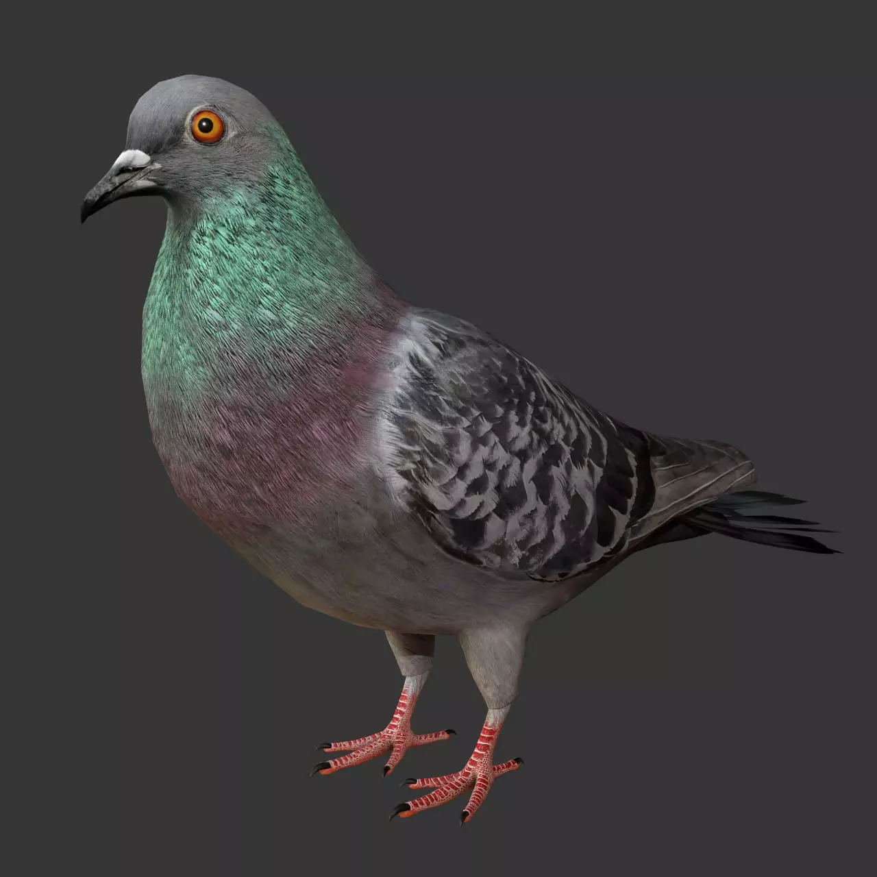 Pigeon Low Poly Rigged with high quality texture Low-poly 3D model