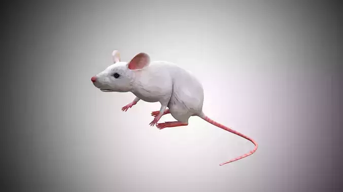 White Mouse Mice Low Poly Rigged  Low-poly 3D model
