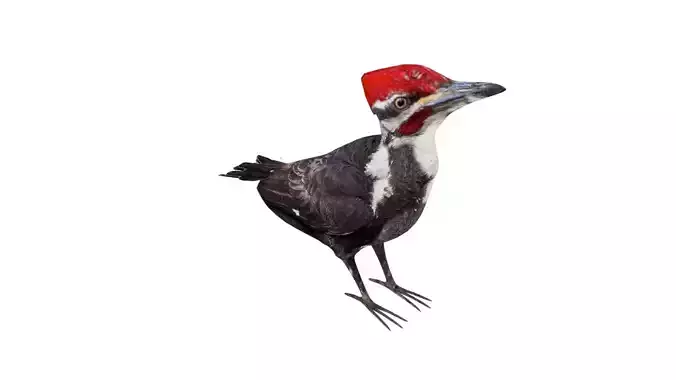 Woodpecker Low Poly Rigged with high quality texture  Low-poly 3D model