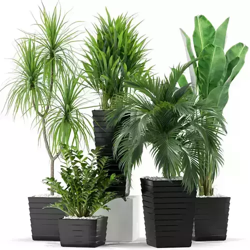 Plants collection 371 3D model