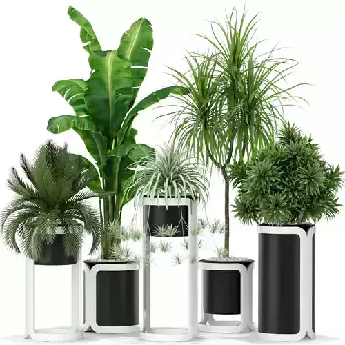 Plants collection 372 3D model