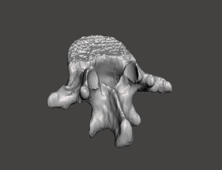 Lumbar Vertebra   L1   - male  3D model_4