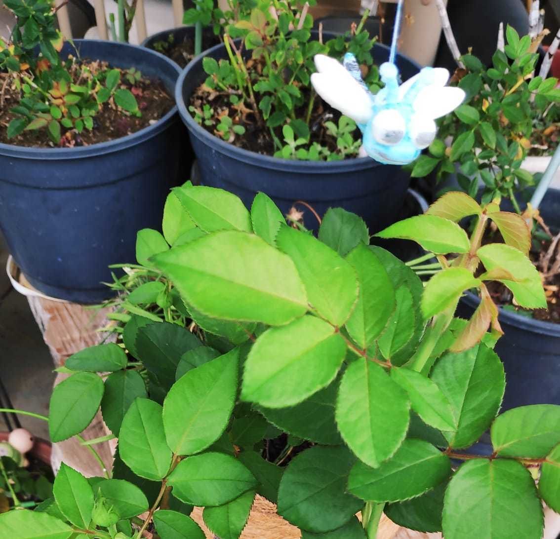 Dragonfly bug 3D print model_8