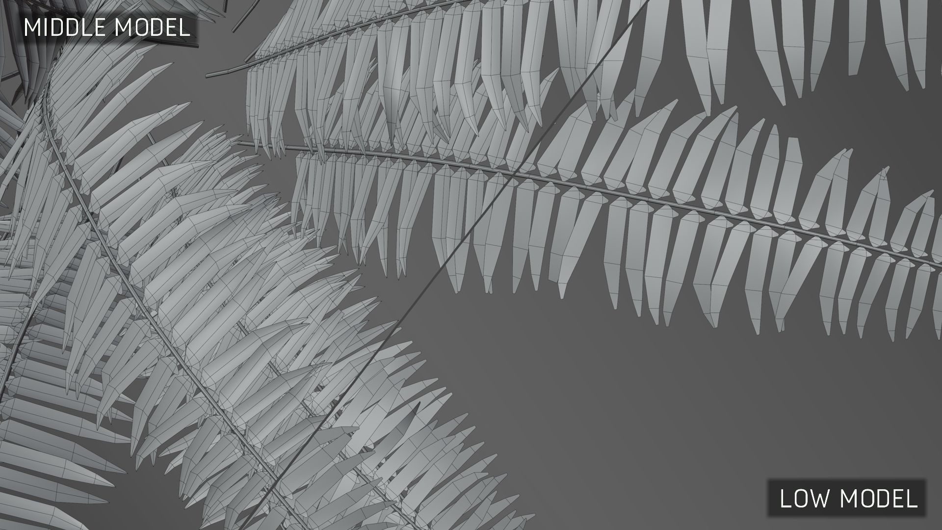 3D Ferns Collection in forest 3D model_4