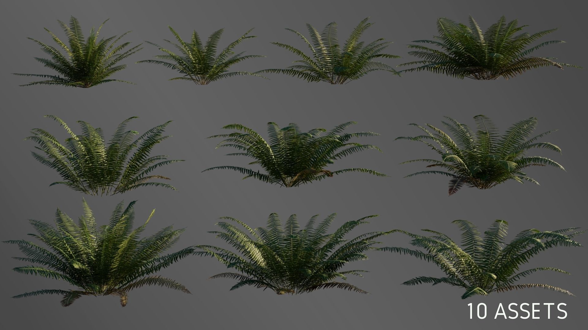 3D Ferns Collection in forest 3D model_5