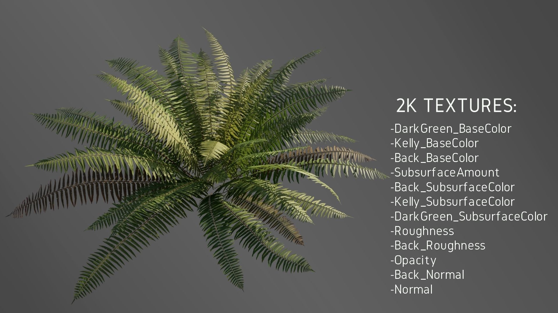 3D Ferns Collection in forest 3D model_3
