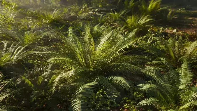 3D Ferns Collection in forest 3D model