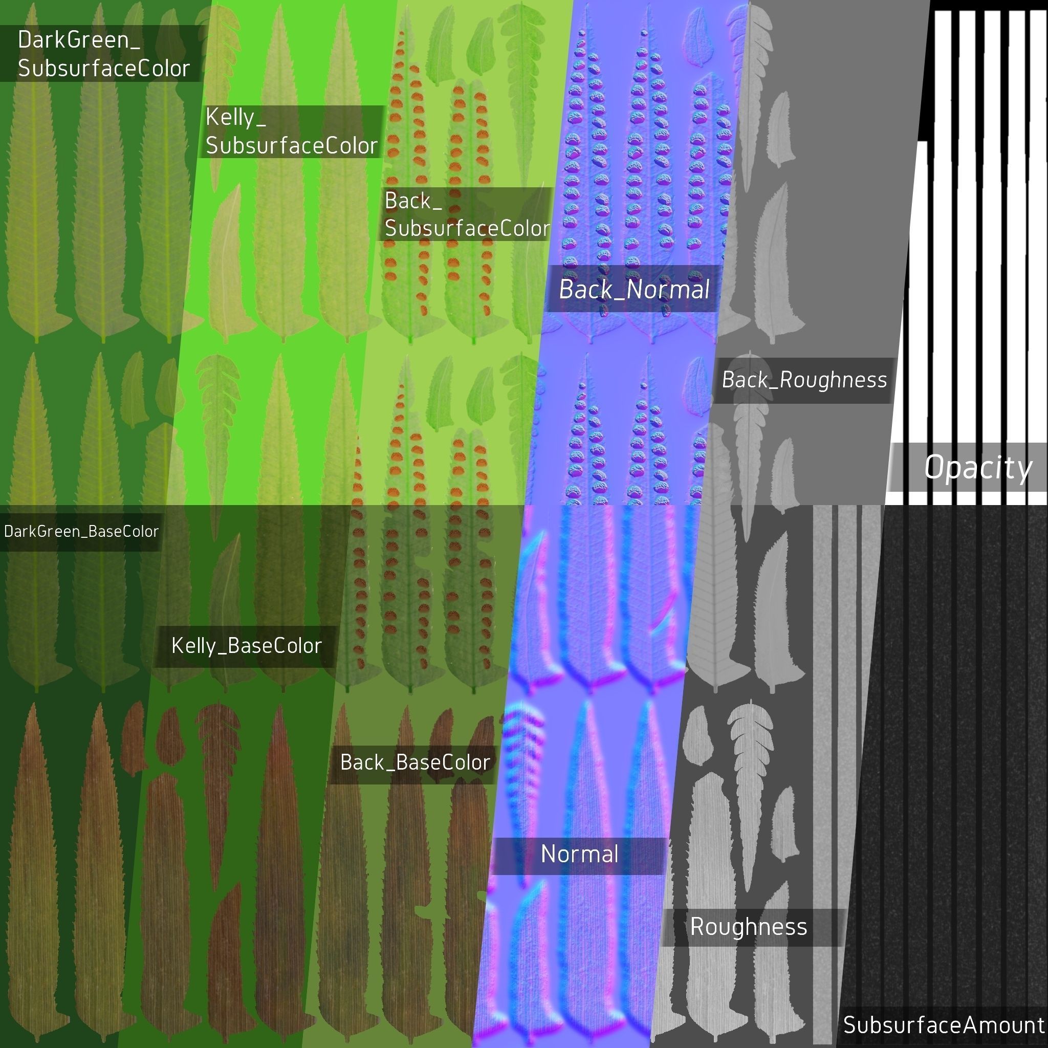 3D Ferns Collection in forest 3D model_7