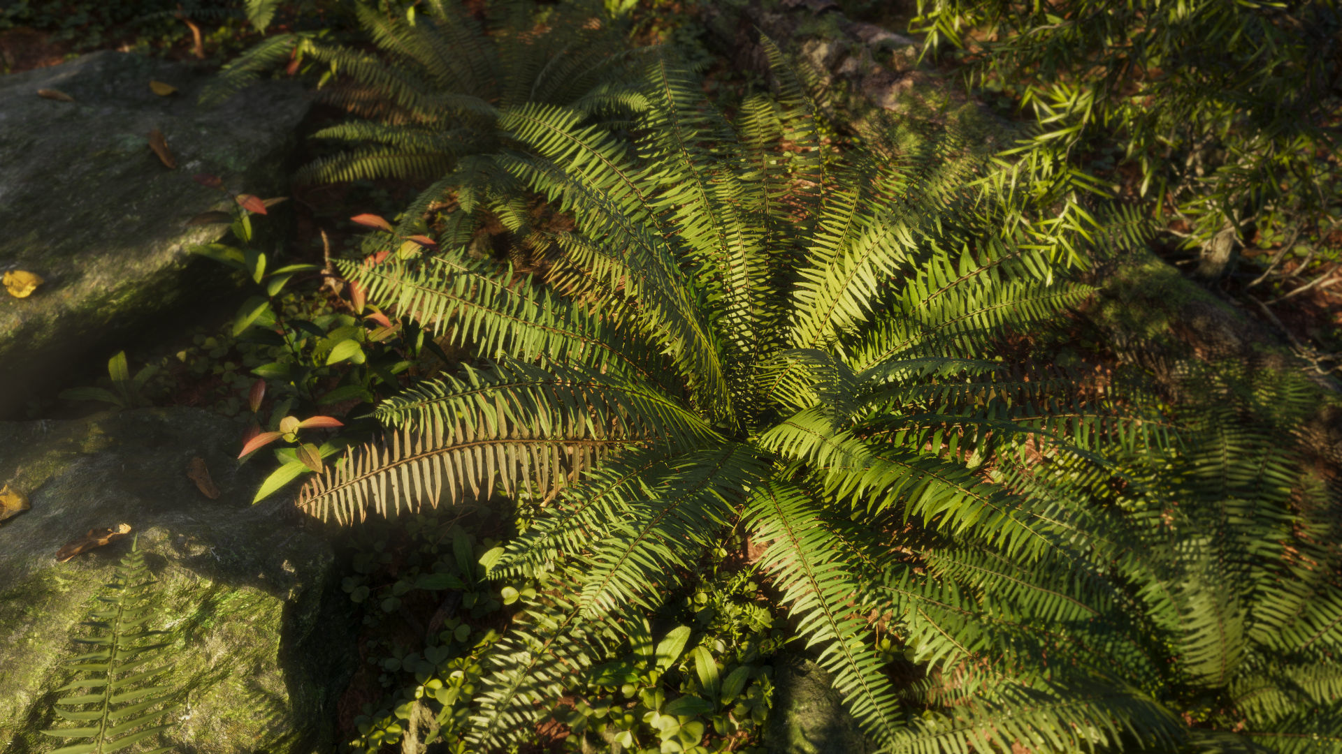 3D Ferns Collection in forest 3D model_2