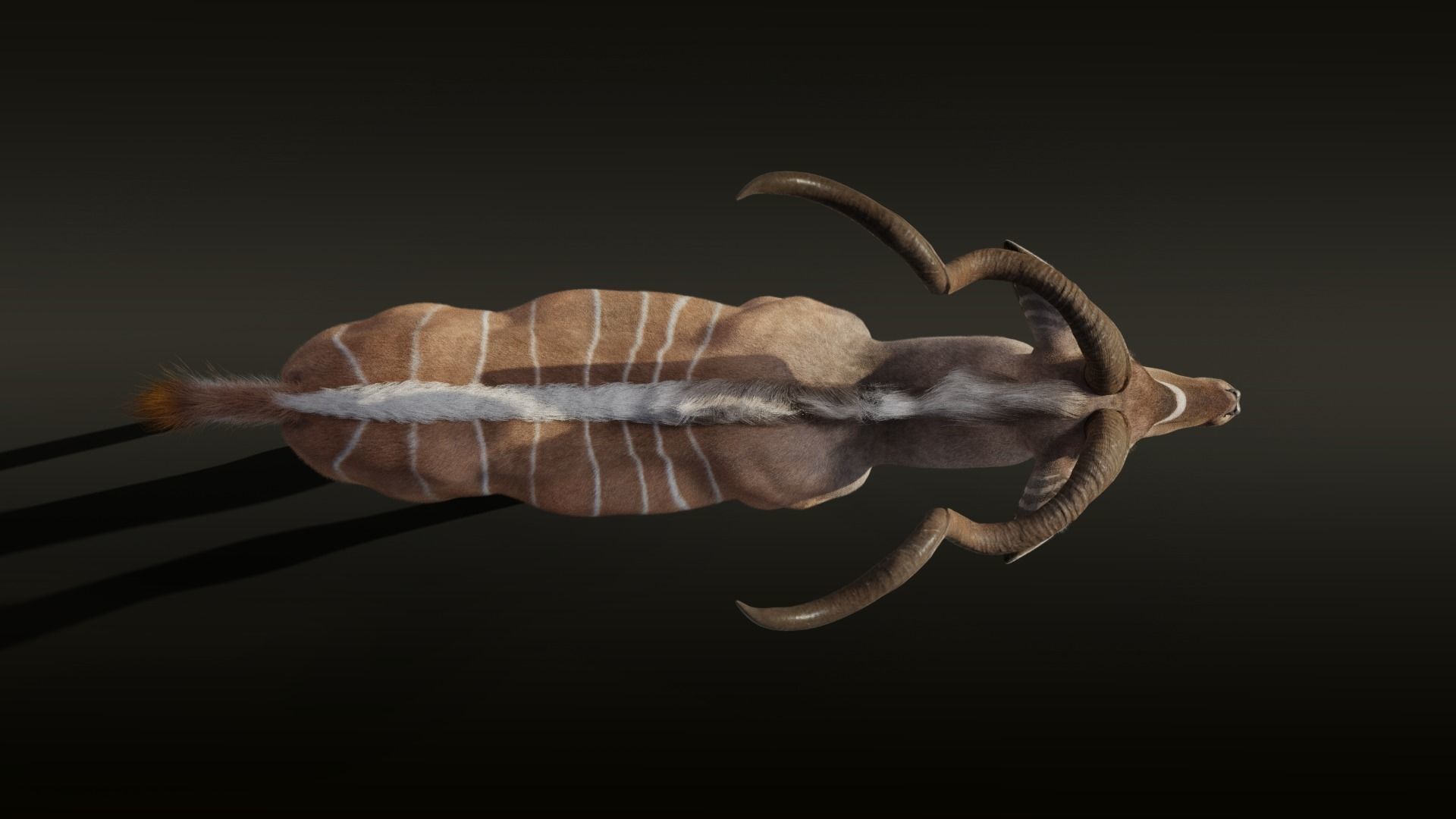 Greater Kudu Male Animated 3D model_17