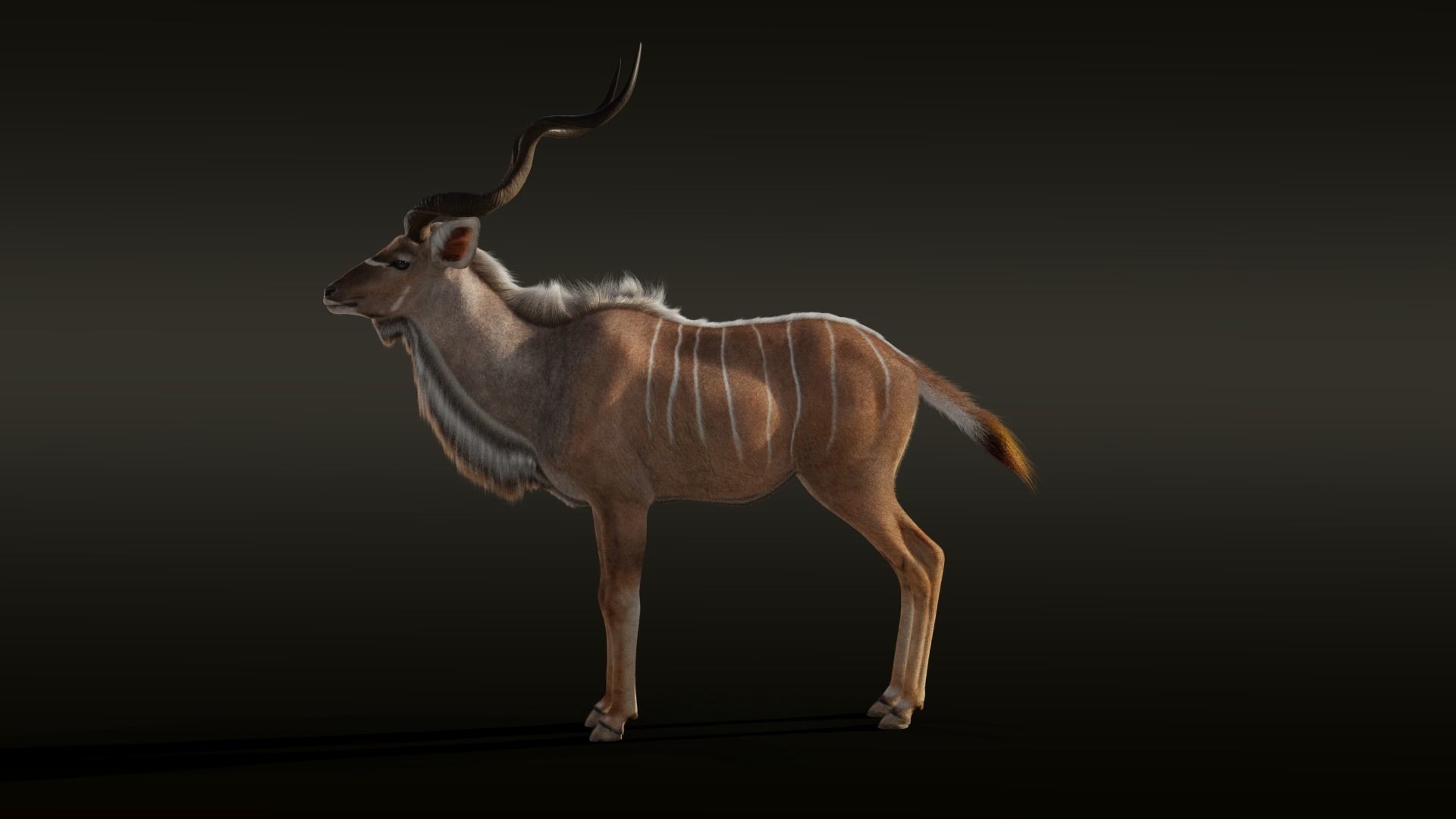 Greater Kudu Male Animated 3D model_13